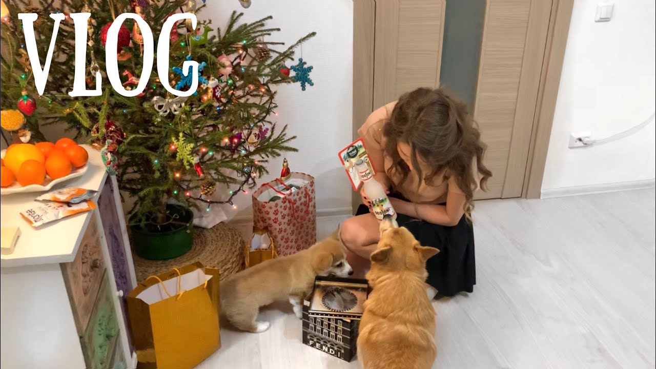 ЩЕНОК ОТОДРАЛ ОБОИ! потеряли Сэдди😖 Почему наши собаки НЕ ХОДЯТ В ТУАЛЕТ на улицу😱 НОВОГОДНИЙ VLOG