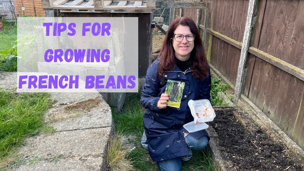 How To Grow French Beans - Growing Green Beans #beans