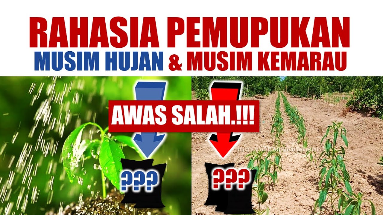 RAHASIA PEMUPUKAN MUSIM HUJAN DAN MUSIM KEMARAU