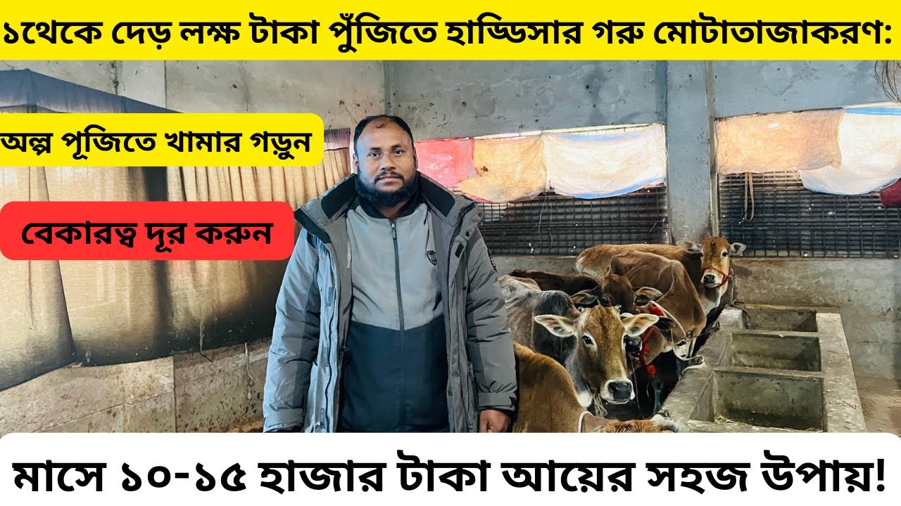 ১থেকে দেড় লক্ষ টাকা পুঁজিতে হাড্ডিসার গরু মোটাতাজাকরণ: মাসে ১০-১৫ হাজার টাকা আয়ের সহজ উপায়!