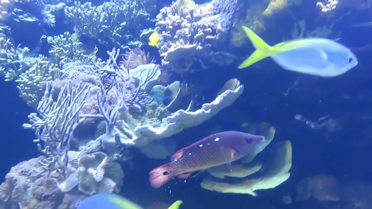 Downtown Aquarium Houston Full Tour 2022