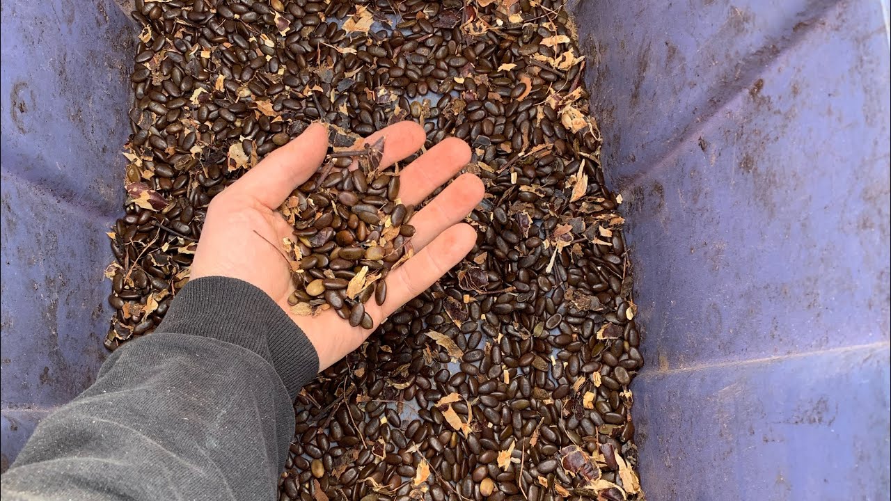 Cleaning and processing honey locust seeds