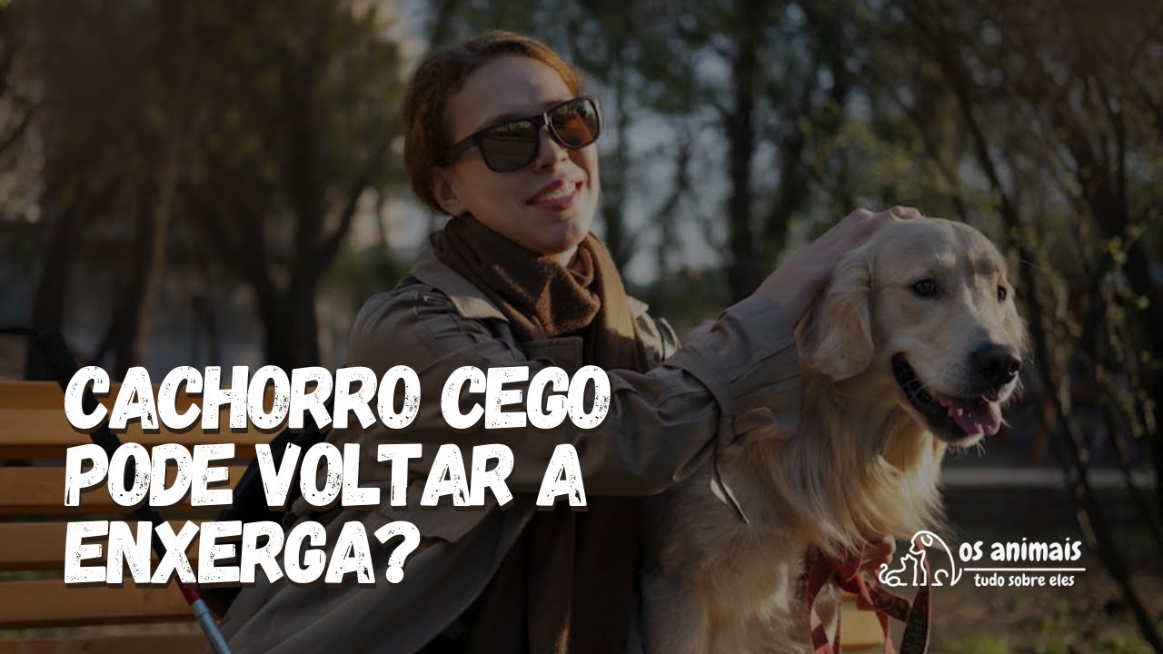 Cachorro Cego Pode Voltar a Enxerga: (VEJA ISSO)