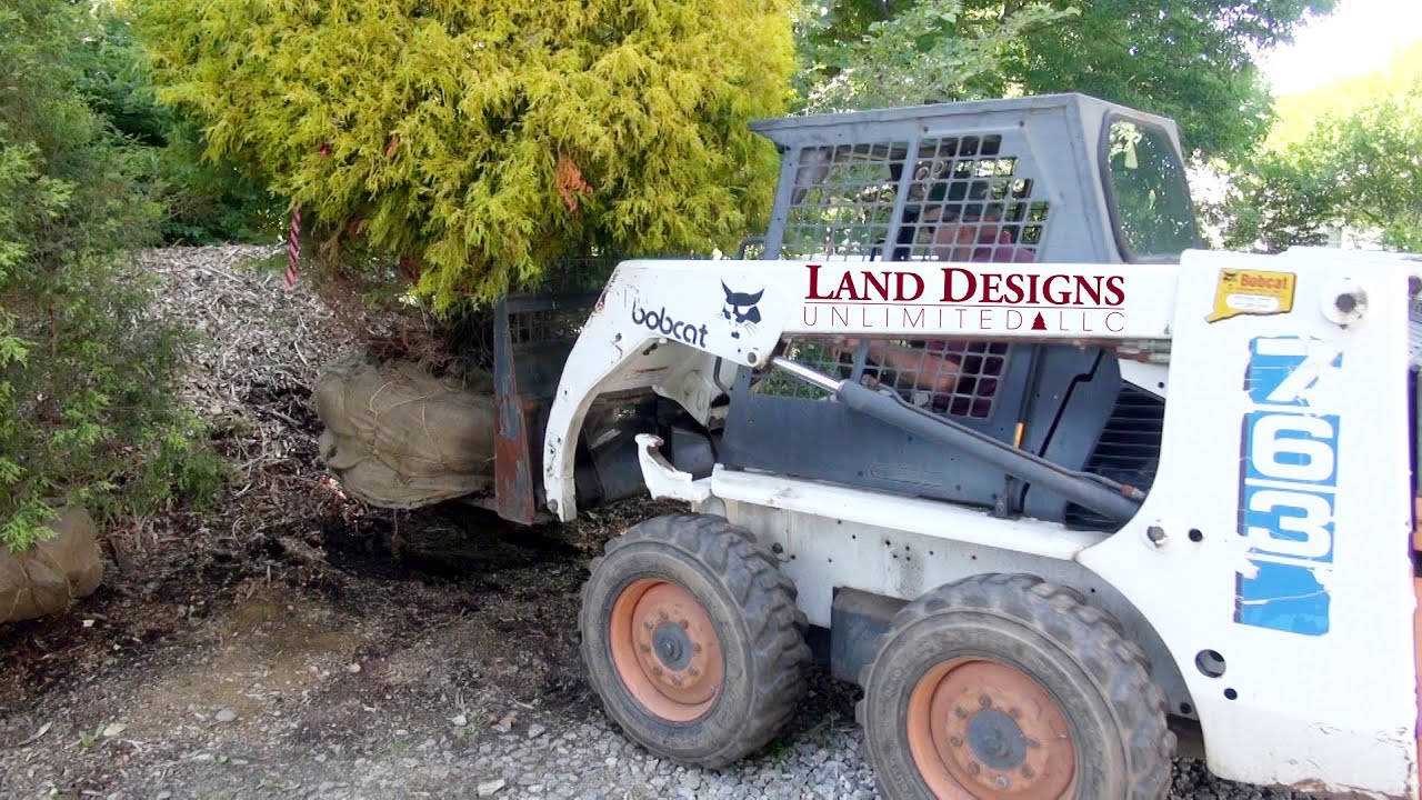 Крепление экскаватора-погрузчика Bobcat 763. Посадка кипарисовика золотистого (Chamaecyparis 2.0)