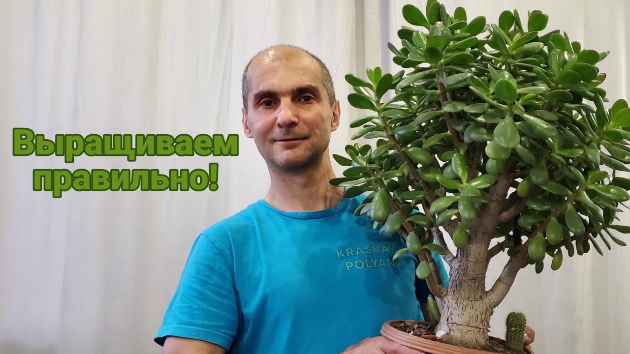 Всё что нужно знать про обрезку и формирование Крассулы | Толстянка | Денежное дерево