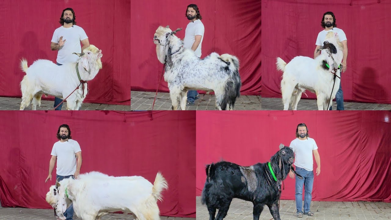 Before After Woh Dikhata Jaha Results Aata Hai | D Goat Farm The Pioneer Of Palai Industry.