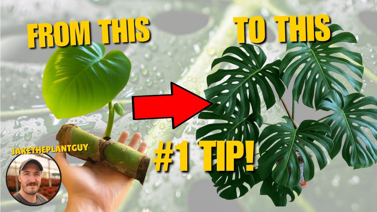 The #1 TIP For Growing HOUSEPLANTS