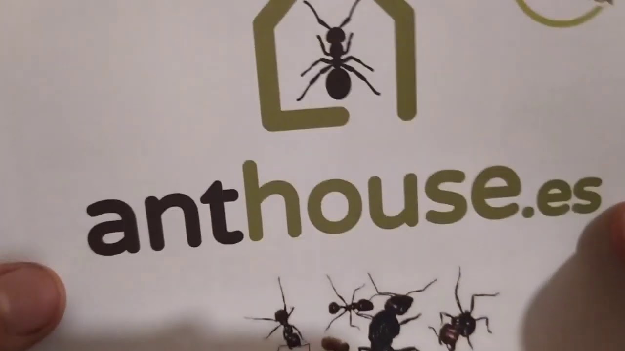 Lasius grandis Antboxing