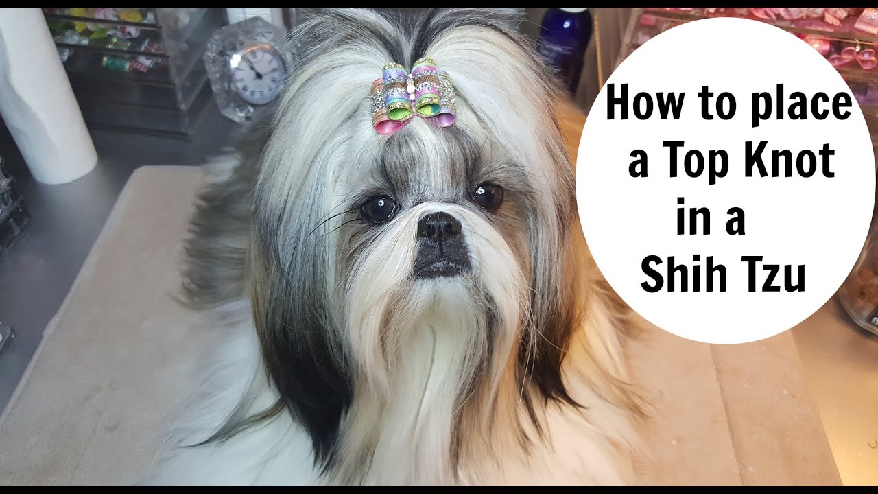 HOW TO PLACE TOPKNOT IN A SHIH TZU