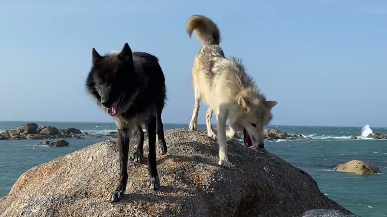 Wolfdogadventure in Frankreich - An der  Felsenküste der Bretagne