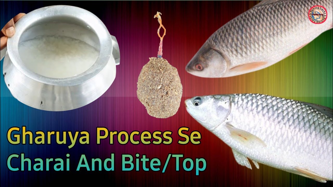 Gharuya Process Se Rohu  Mrigel Machli aka Charai And Bite Har Masham ke liye ✅️