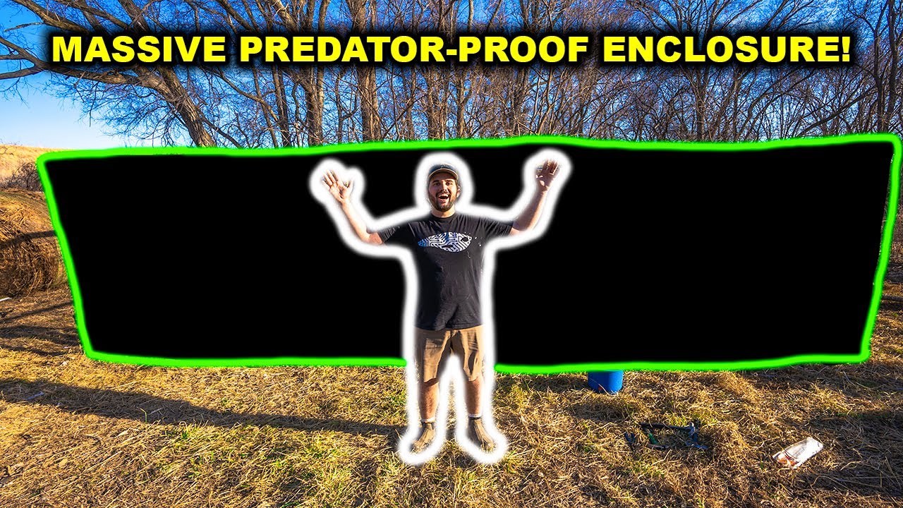 The GIANT Predator-Proof ENCLOSURE in the BACKYARD FARM is COMPLETE!!!