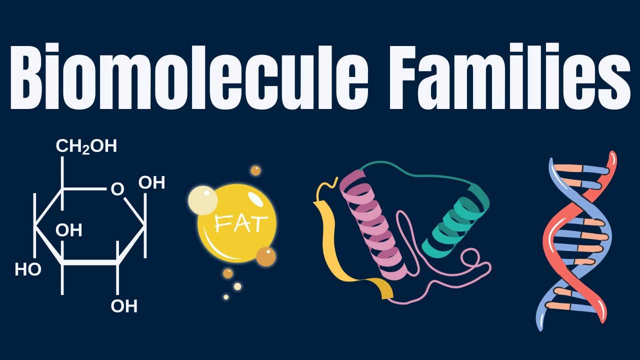 The Four  Biomolecule Families: Carbs, Lipids, Proteins, Nucleic Acids (Introductory Biochemistry)