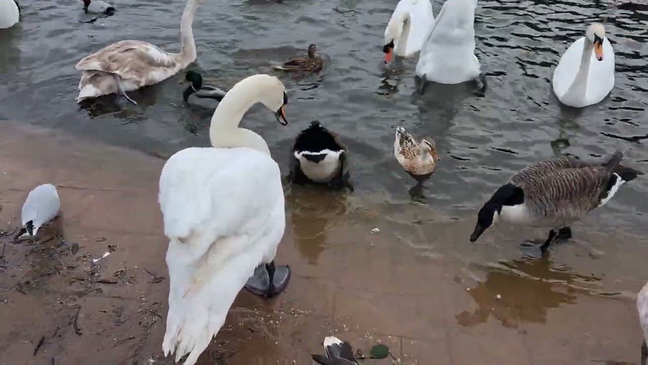 Days out with Guy*Cleethorpes Boating Lake 24th February 2026*