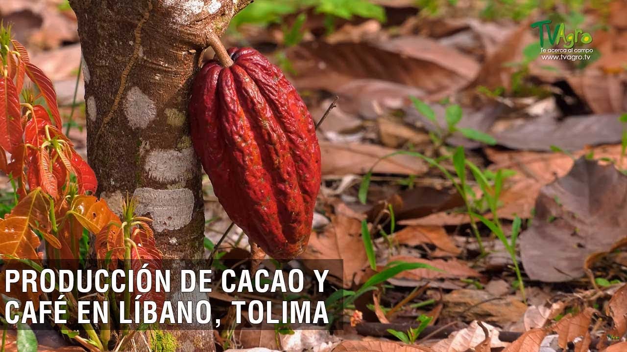 Producción de cacao y café en el Libano, Tolima - TvAgro por Juan Gonzalo Angel Restrepo