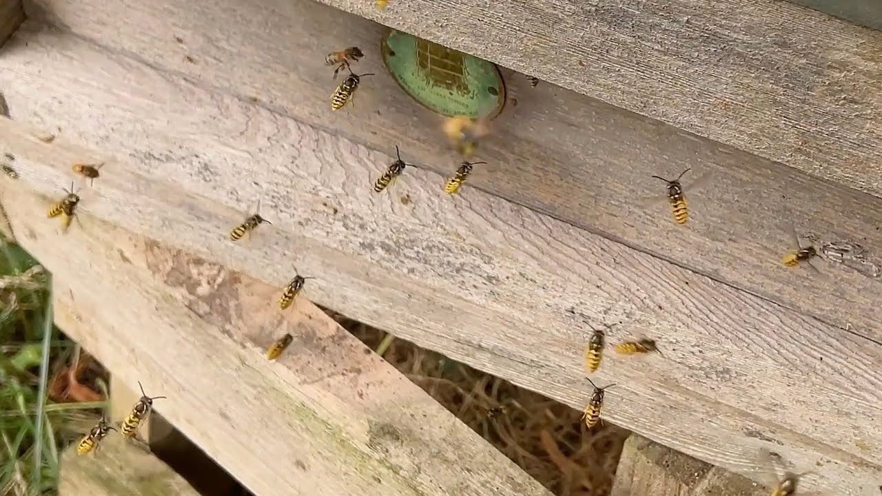 Nightmare On Bee Street - Wasp Attack!!!!