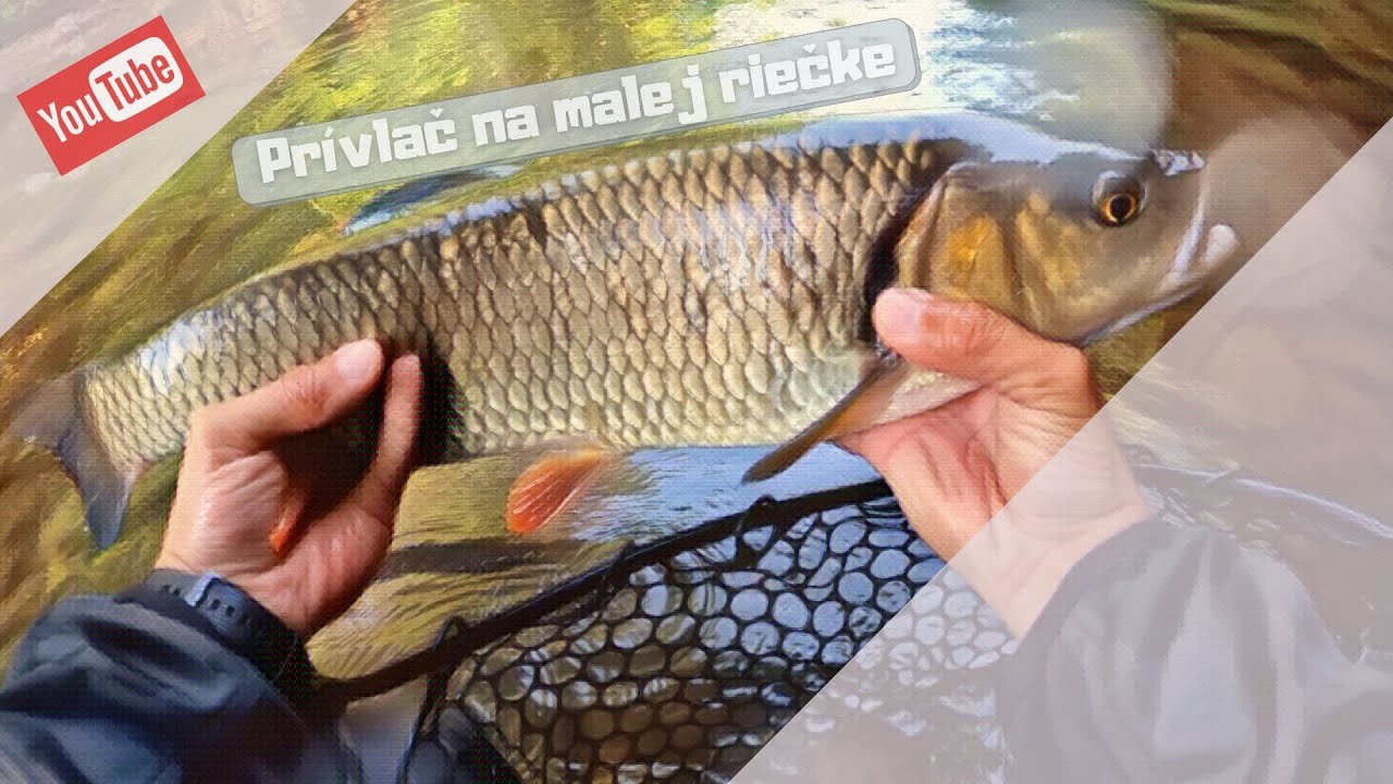 Prívlač - malá riečka / veľké jalce "Big chub from small river"