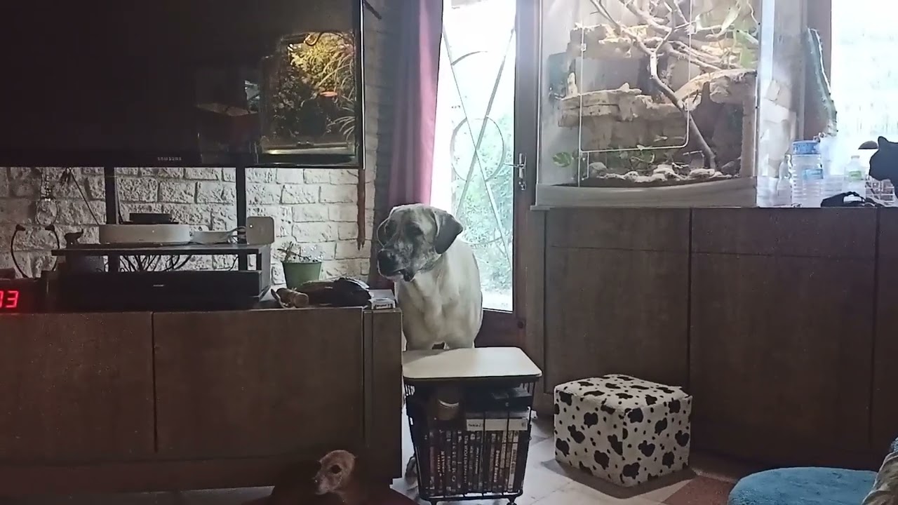 CÃO DE GADO TRANSMONTANO 17mois dans le salon