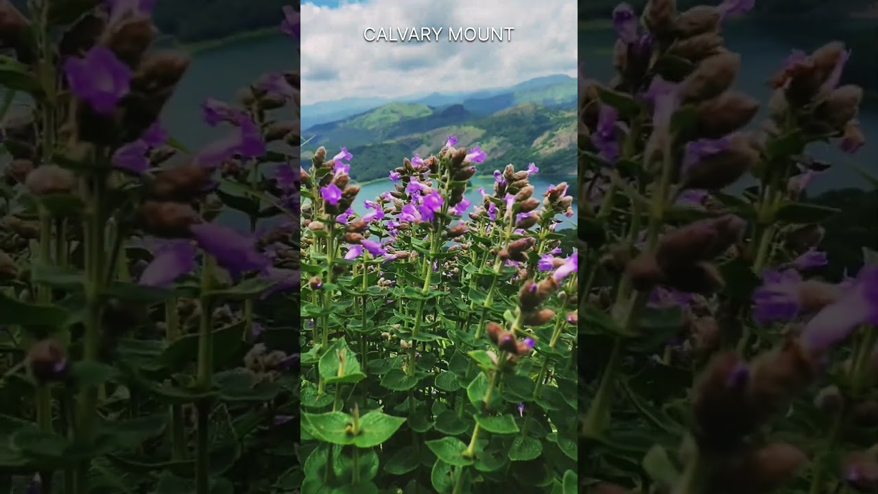 Trip to Idukki #idduki #nature #trip #enjoyment #beautiful