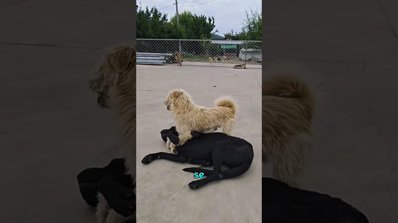 Todos los perros respetan al alfa #perros #shorts