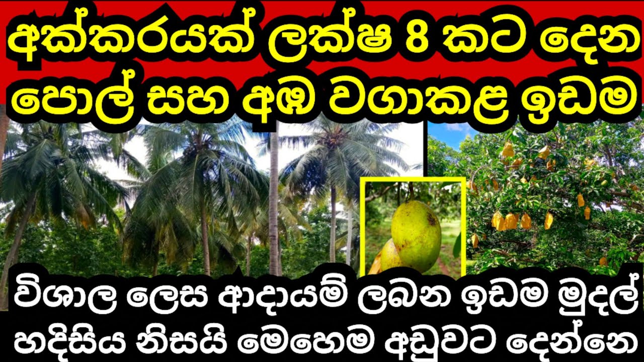 අක්කරයක් ලක්ෂ 8 කට විකුණන පොල්, අඹ සරුවට වගාකළ ඉඩම | Pol idam | Coconut land | Mango land | Idam
