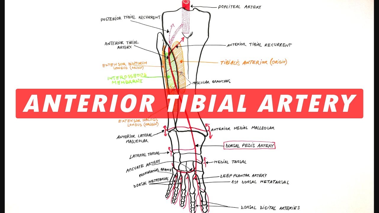 Anterior Tibial & Dorsalis Pedis arteries branches - Anatomy Tutorial