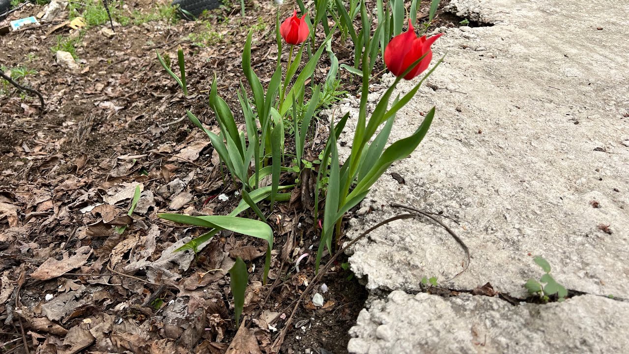 SEBZE TOHUMLARINI SULADIK..BAĞ BAHÇE İŞLERİ
