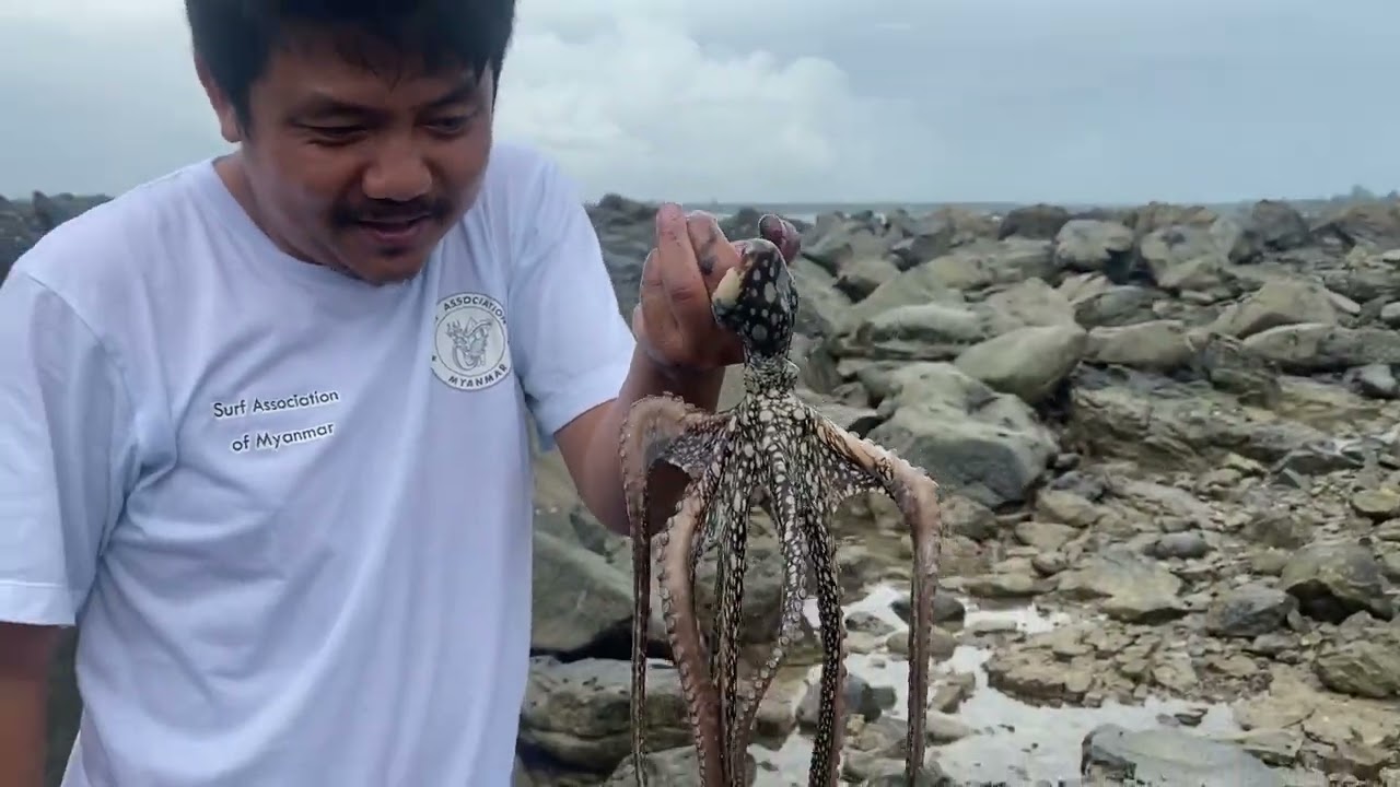 Baby Octopus catching