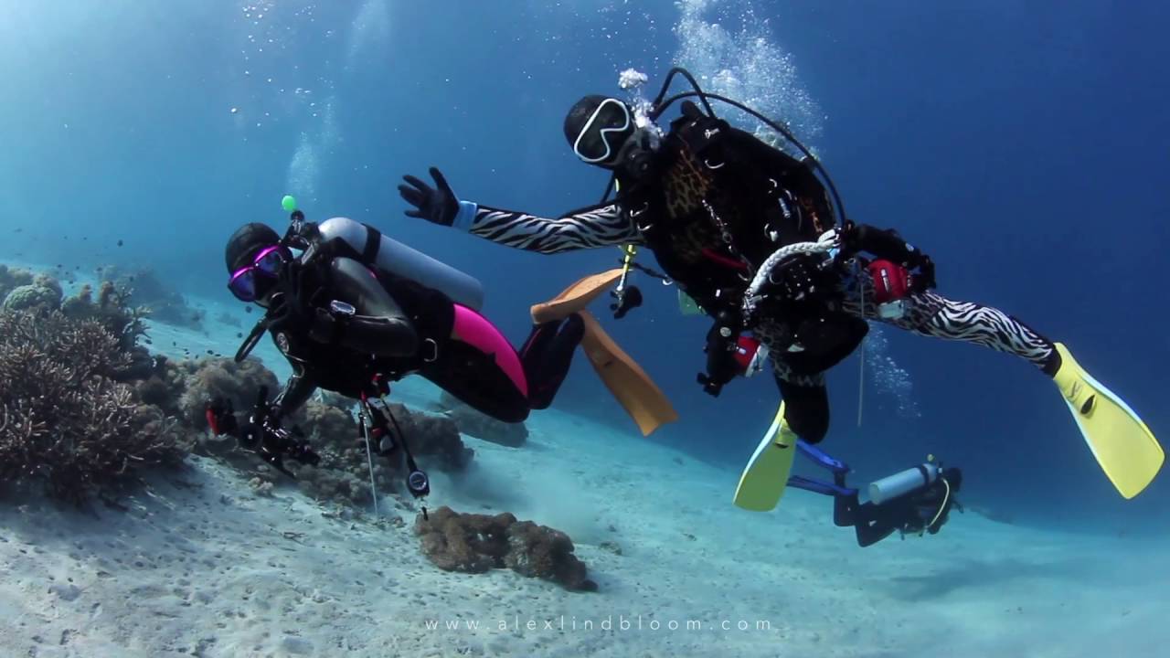 Diving Komodo 2016