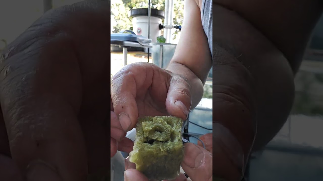 Rockwool cubes #aquaponics #aeroponics #food