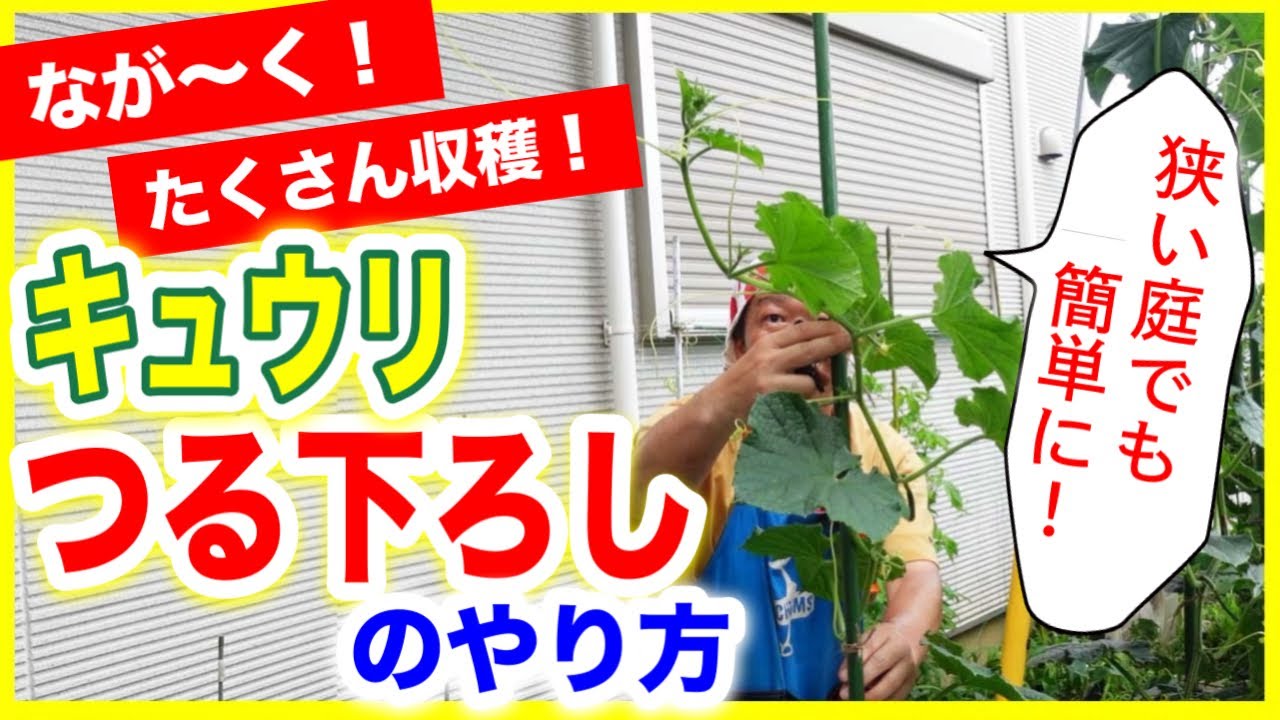 【キュウリ】狭い庭でもたくさん収穫！「つる下ろし」の作業を紹介します　～狭い庭で家庭菜園～