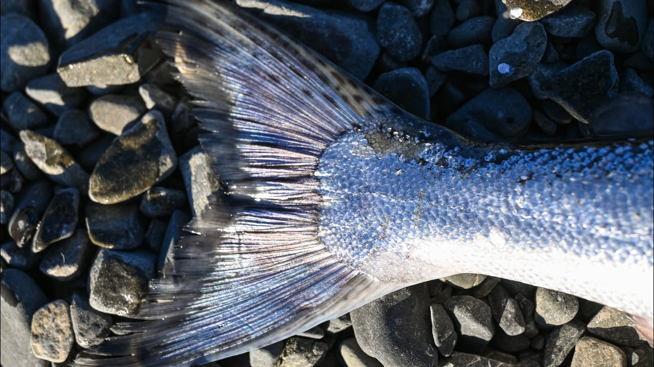 Trolling on lake Coleridge, fillet session and straight in the smoker!