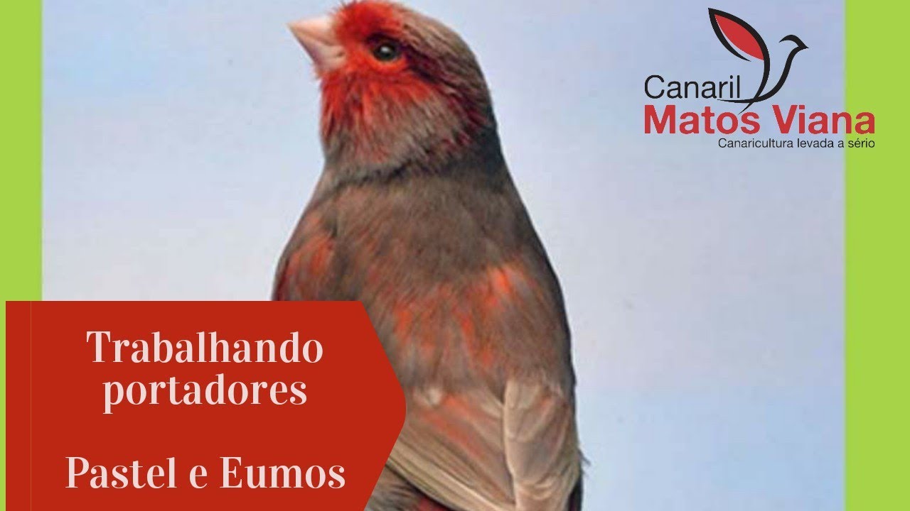 Trabalhando portadores com Álvaro Blasina - Pastel e Eumos