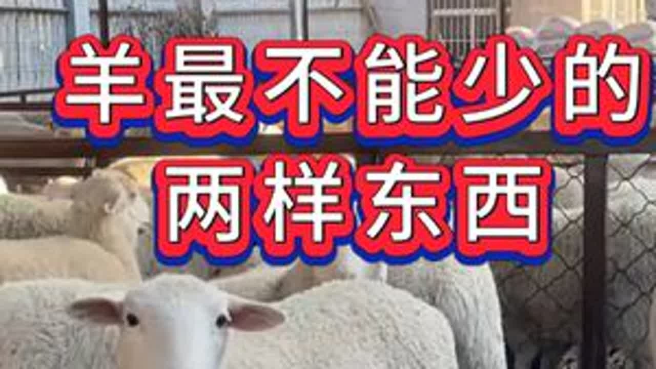 #养羊#牛羊养殖#新手养羊#养羊人