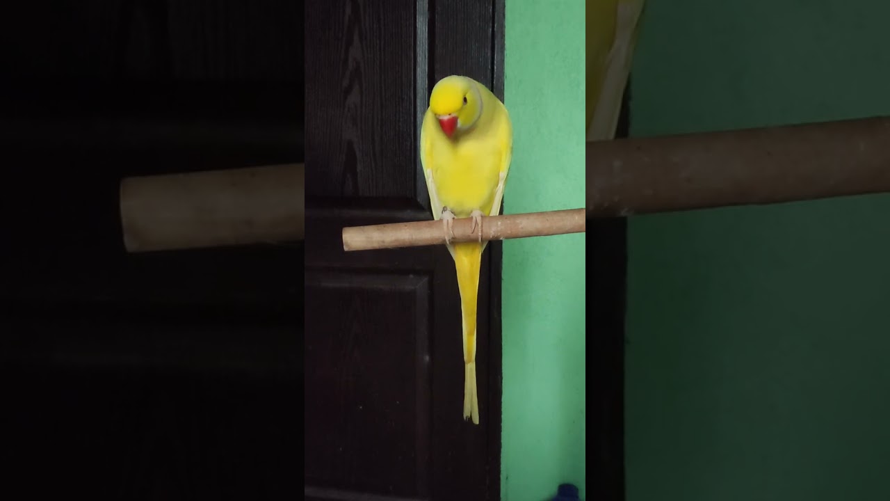 MAIMIKEORDOÑEZ VLOG 209 || OUR KIWITALKIE || INDIAN RINGNECK PARROT || KIWITHERINGNECK