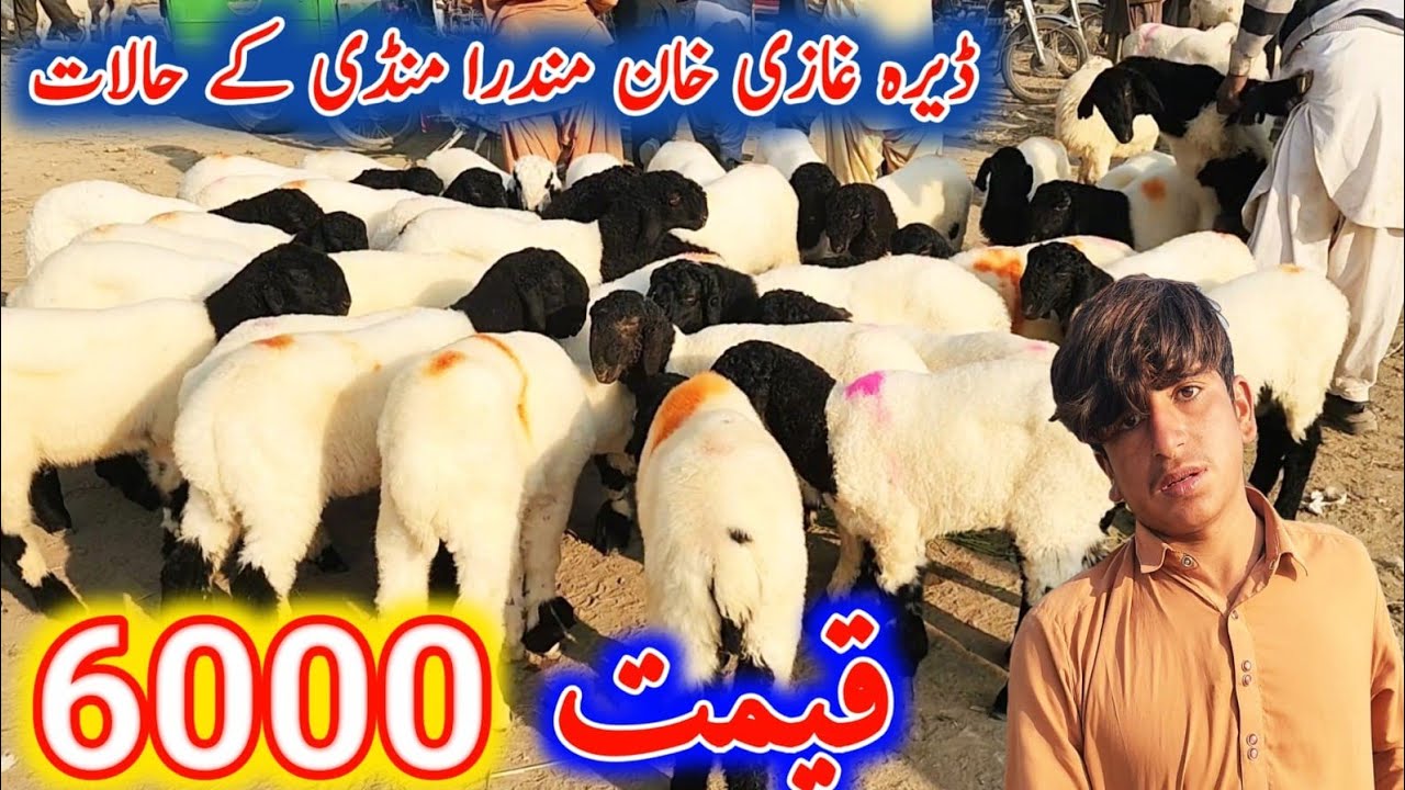  Mundra Mandi | Jacombazi Black Gardan Mundra | Chhote Bare Chhatre | Maqool Rates Update