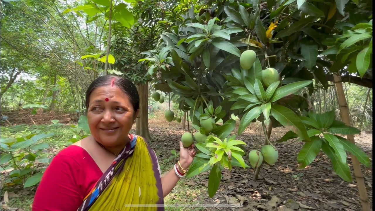 গ্রামের বাড়িতে বাবা ছিপ দিয়ে মাছ ধরলেন | Alphonso আম চেনালো মামনি