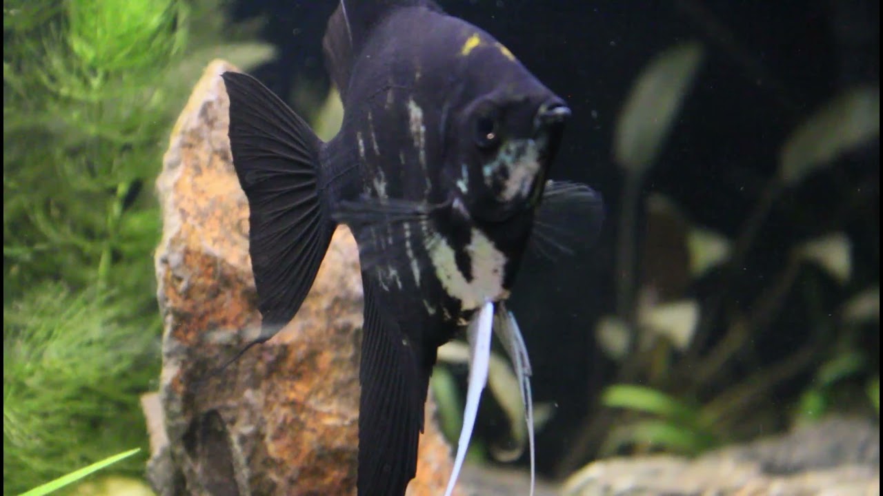 Angel Fish basic planted tank setup