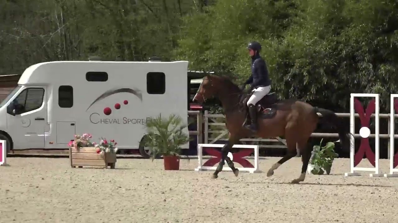 Oblesse Ter Veldeken (BREEMEERSEN ADORADO x SIR DE VERNEUIL XX) 9 years old mare