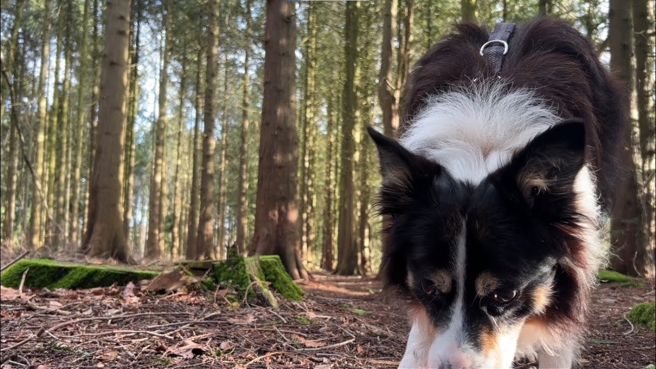 Walking with my Border Collie through a British wood - ASMR