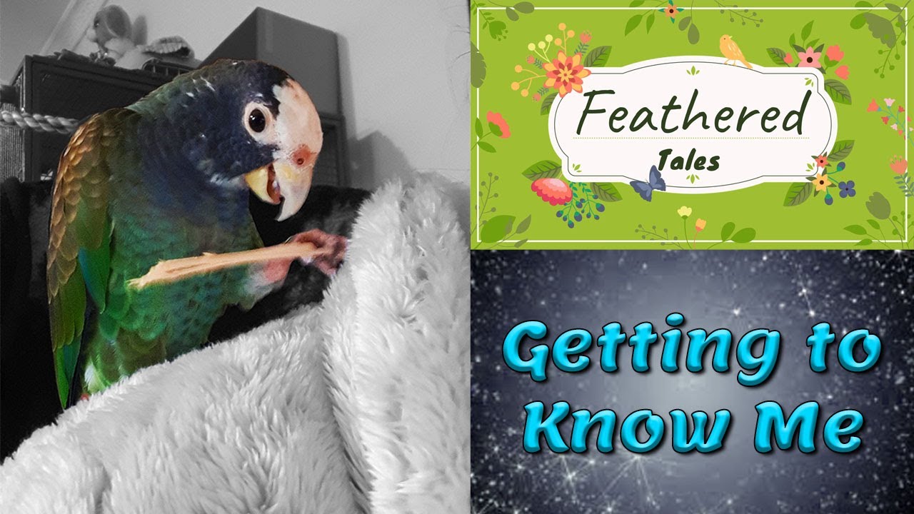 Pionus Parrot's First Month in New Home | Part 1