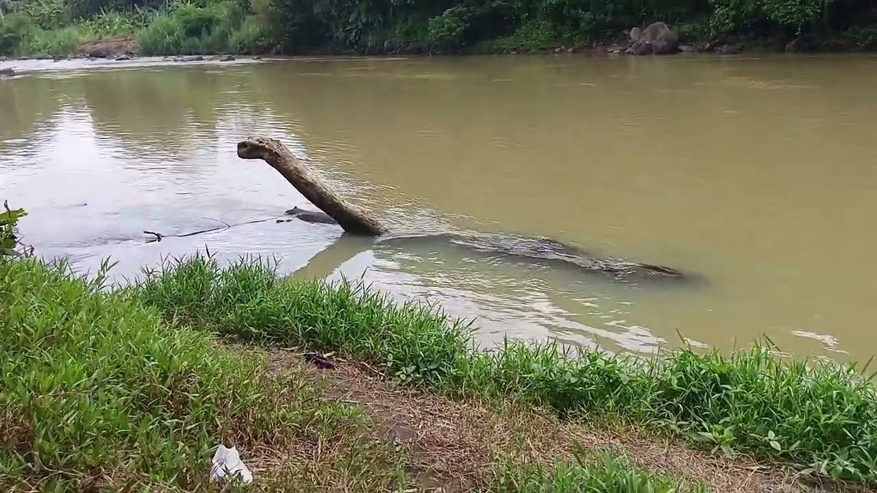 Kalau sudah tau sarangnya Cukup mudah Strike ikan di sungai ini