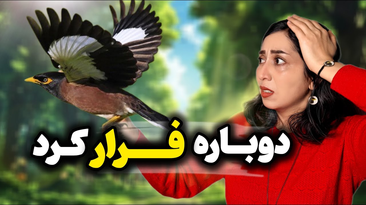 ولاگ ماجراهای مخمل و مامانش: قسمت ۳ / مخمل برای بار دوم فرار کرد، اشتباه خودم بود