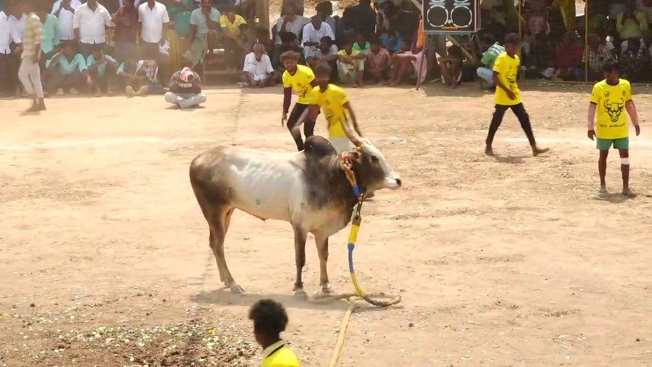 கிளாதரி பொன்ஊர்க்காவலன் கோவில் டைனோசர் காளை Vs அரண்மனை சிறுவயல் SPA நண்பர்கள் குழு | PK Media