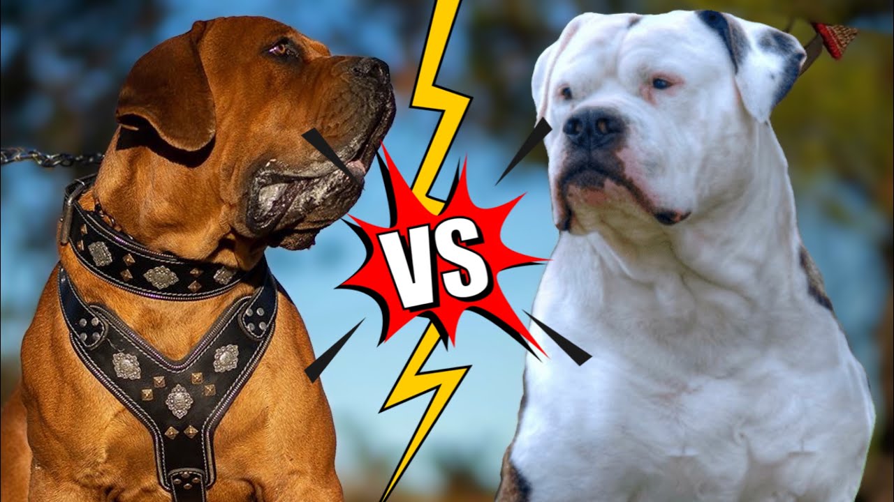 Boerboel V.S Bulldog Americano | Qual o mais feroz?
