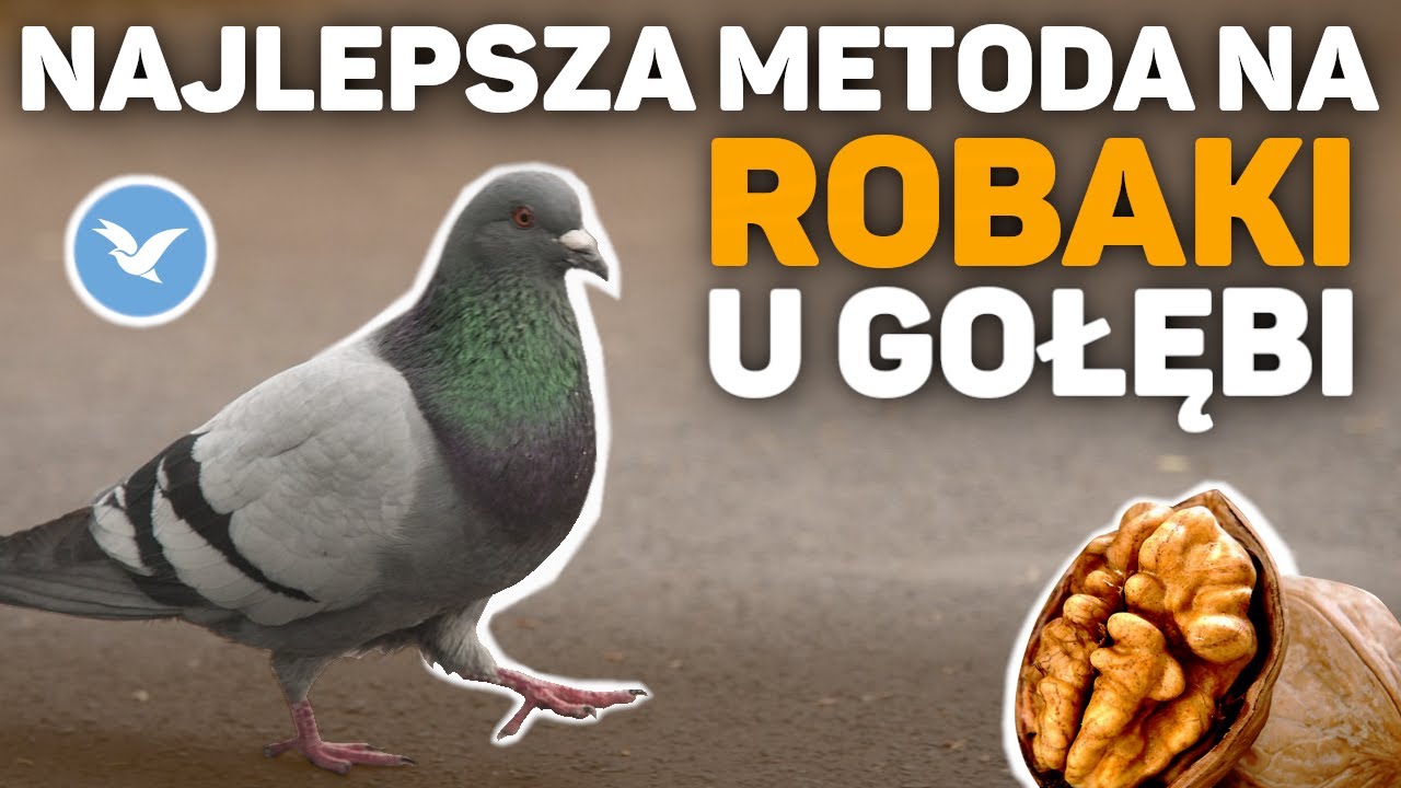 Najlepsze metody na ROBAKI u Gołębi pocztowych!