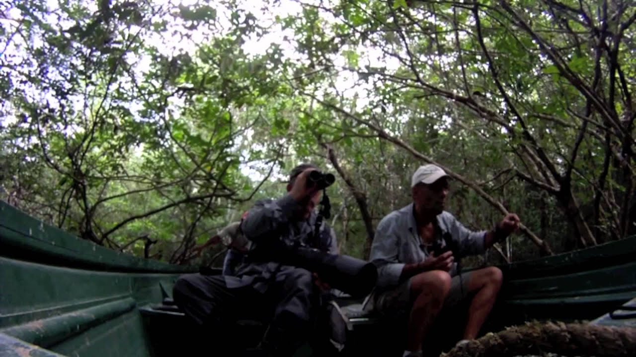 Birds of Venezuela -- 'Venezuela Challenge' - Venezuela Expedition Dec 2011-Jan 2012.mov