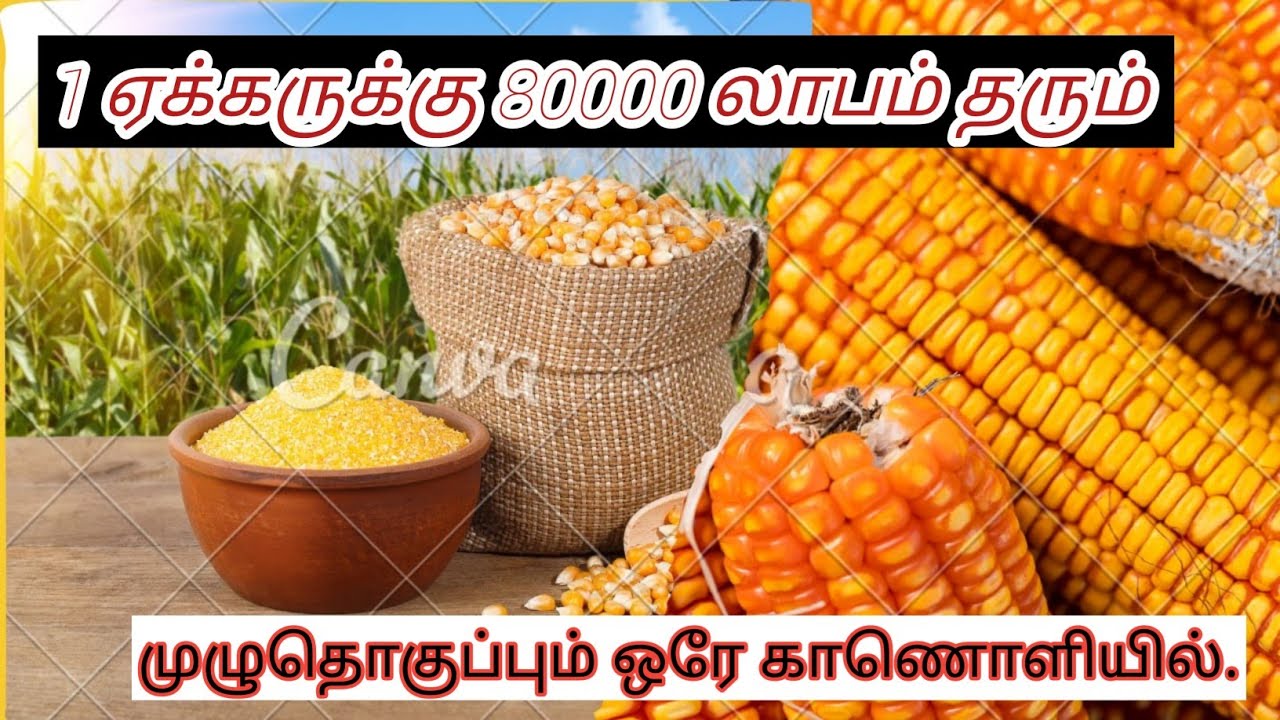 💫மக்காசோளம் நடவு முதல் அறுவடை வரை முழுதகவல் #maize #maizefarming #agriculture 💢