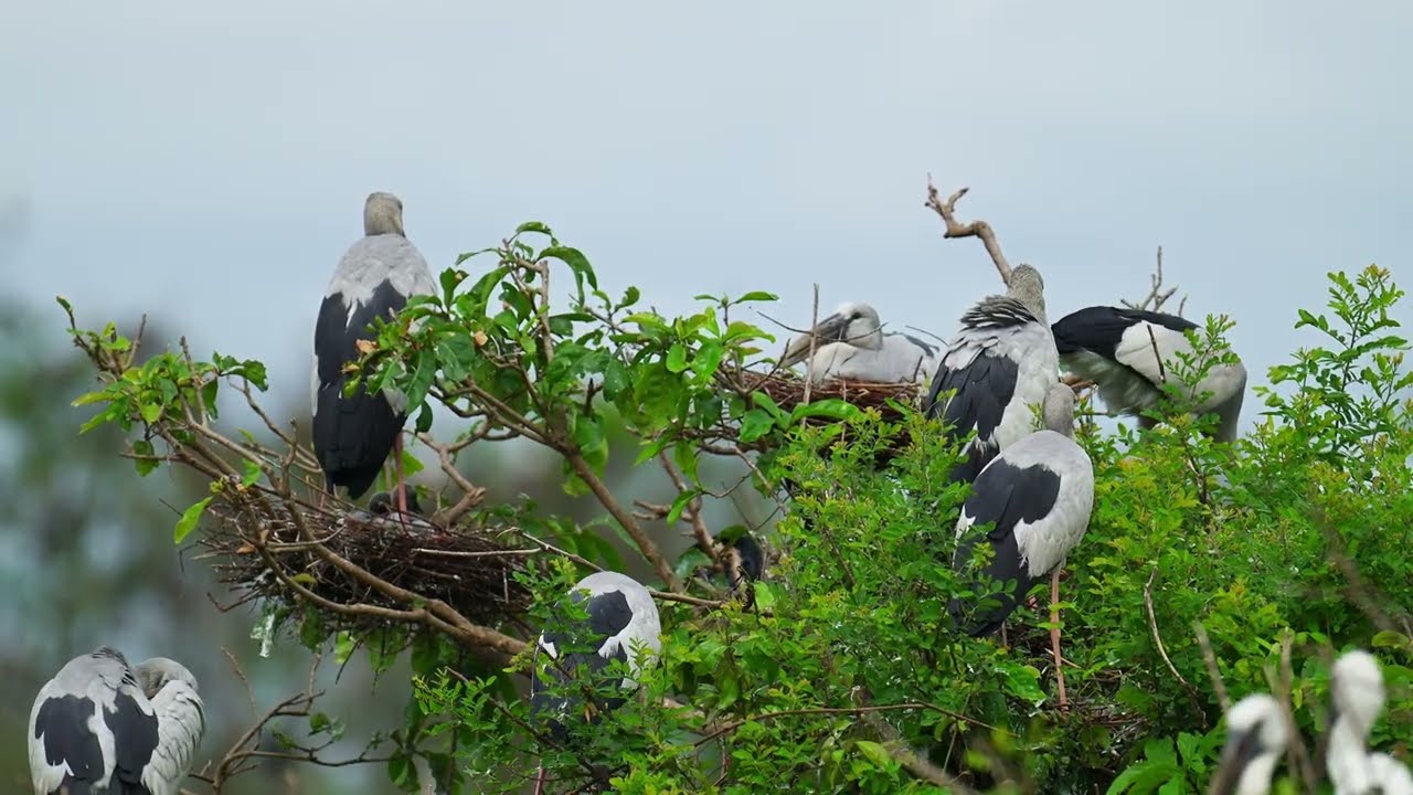 Documentary of beautiful birds  at Avian Flooded Forest hiding million Creatures on earth ! Amazing