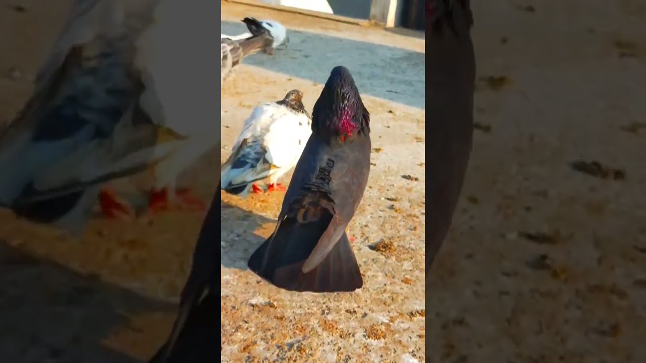 Kale Kabutar ki video 🥰 ।।  Kabootar ki video 🔥🕊️ #shorts
